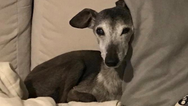 Happy Birthday Amicelli