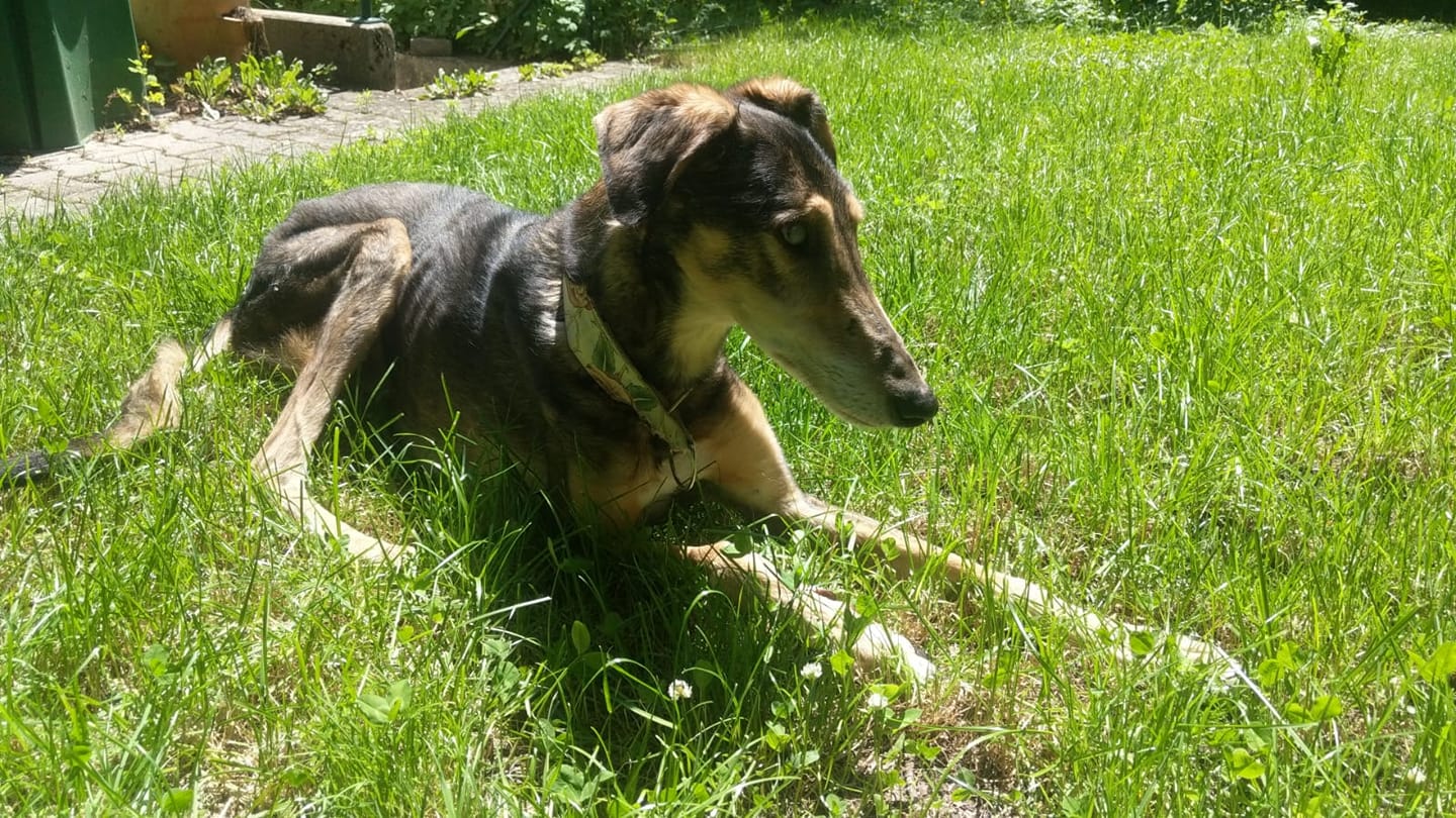 Auf ein Wiedersehen Gaston