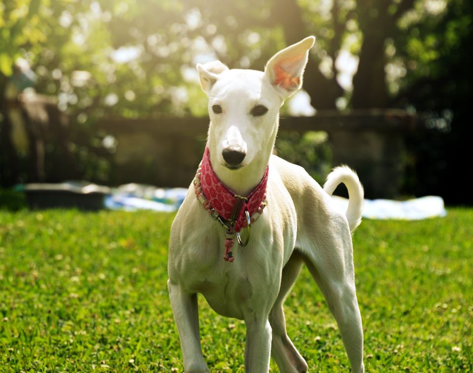Whippet Hündin: Mila