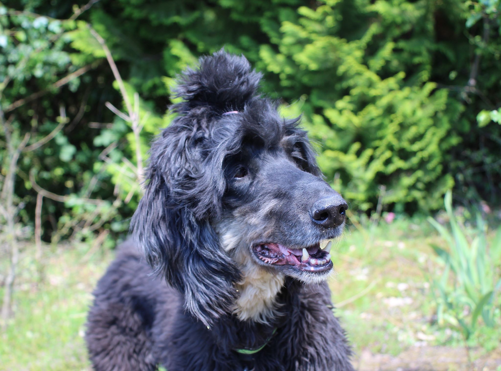 Afghane-Rüde: Danny