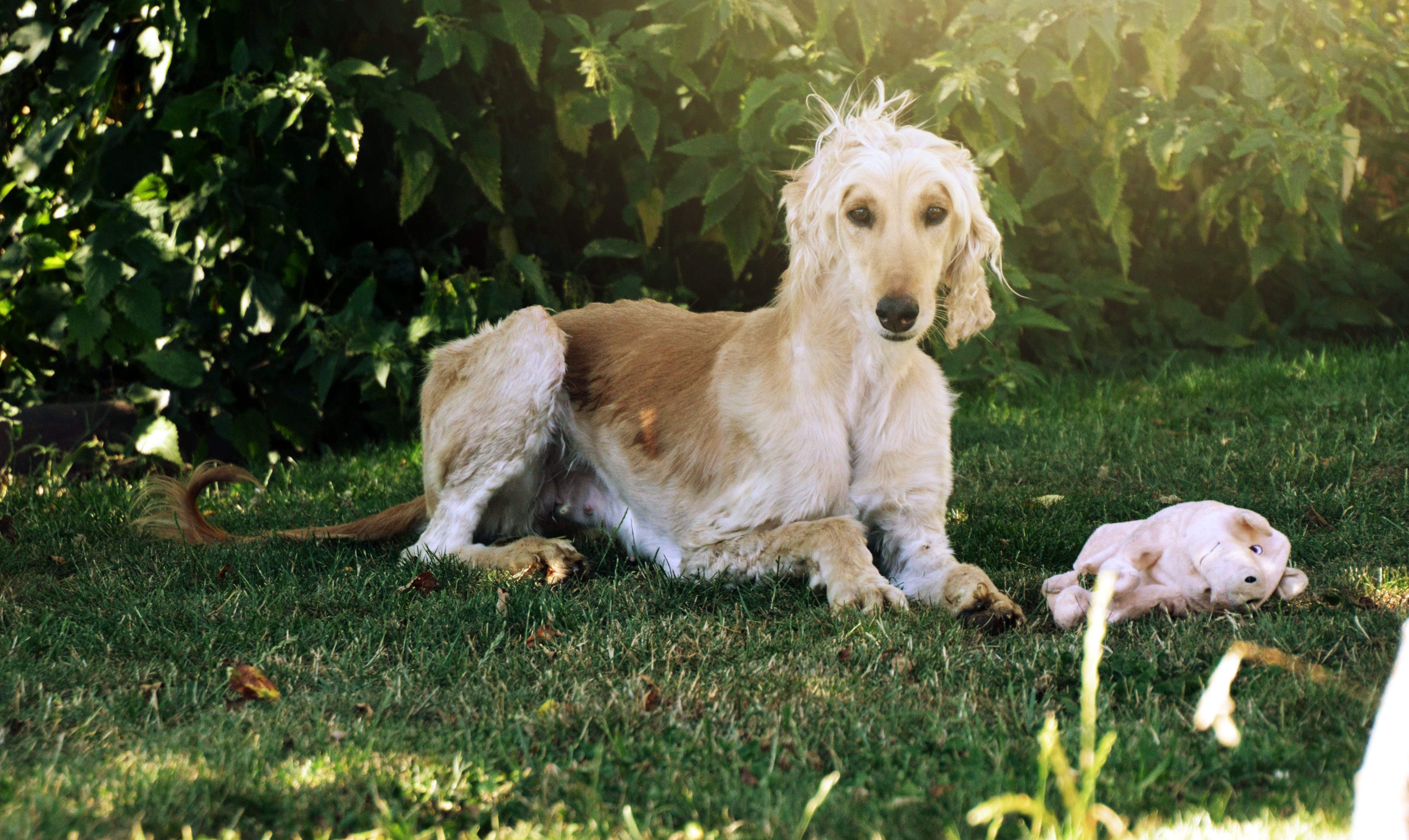 Afghanen-Hündin Molly