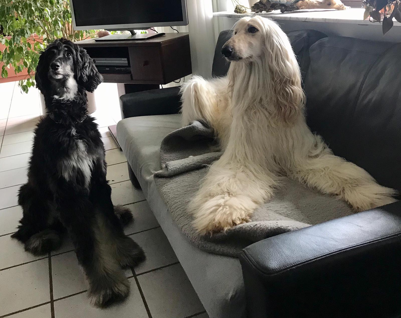 Phoebe und ihr neuer Freund