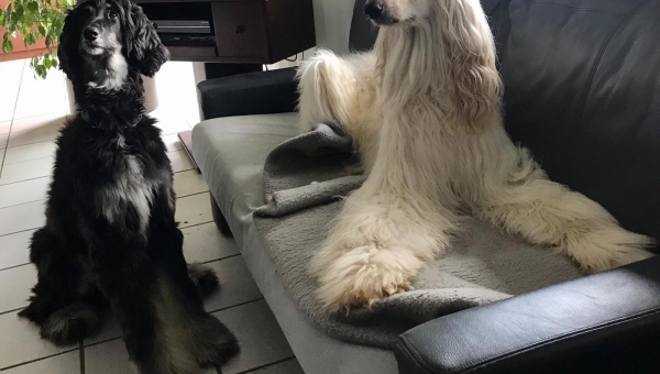 Phoebe und ihr neuer Freund