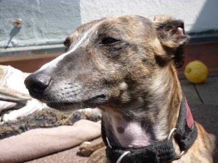 Whippet-Rüde: NOAH