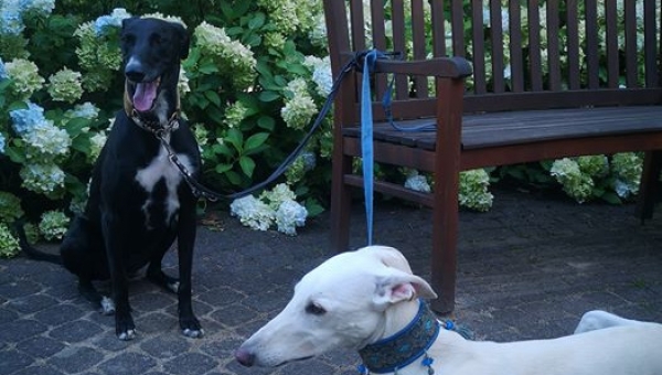 Es gibt Hunde, die das Schicksal ein wenig durch die Weltgeschichte schickt...