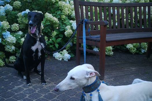 Greyhound-Rüde: Zeus