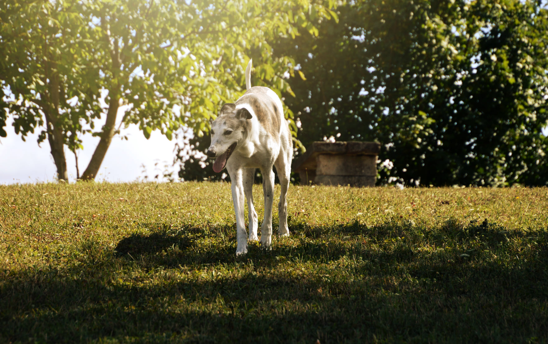 Hier ist er endlich...