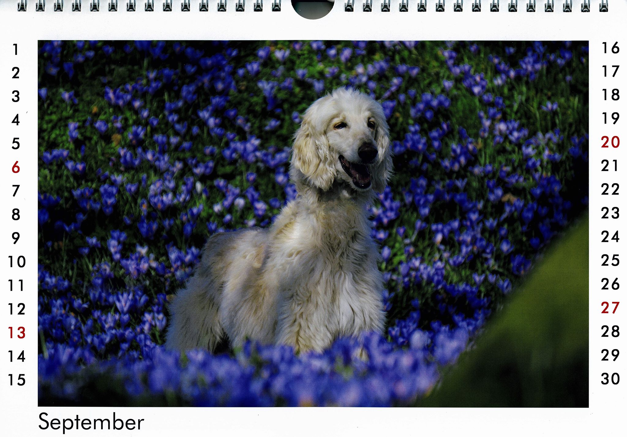 Unser Gottfried begrüßt den September