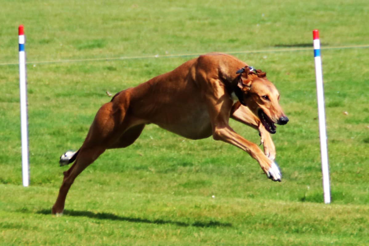 ...es ist ein wenig still um Ace geworden