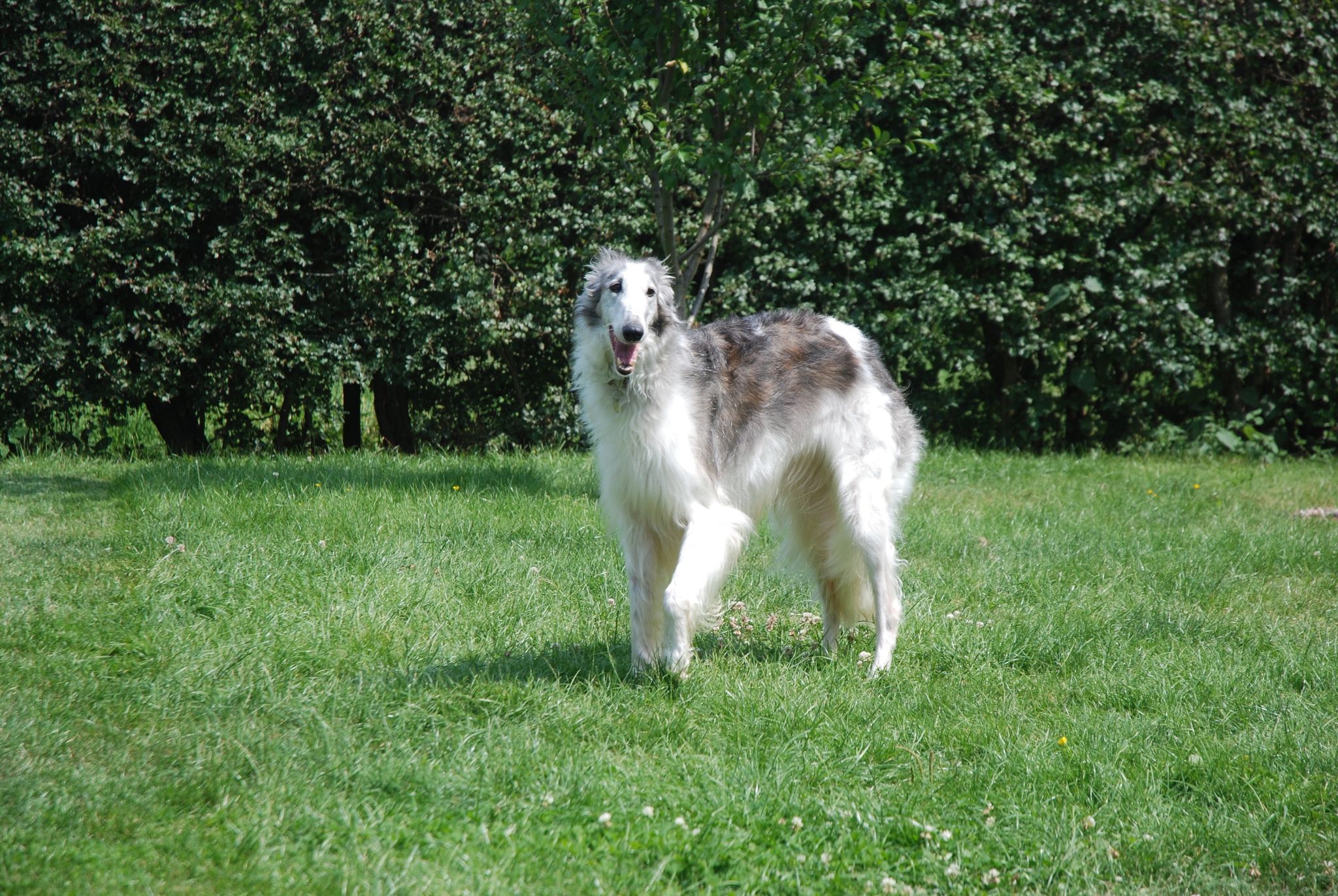 Barsoi-Hündin: Silver