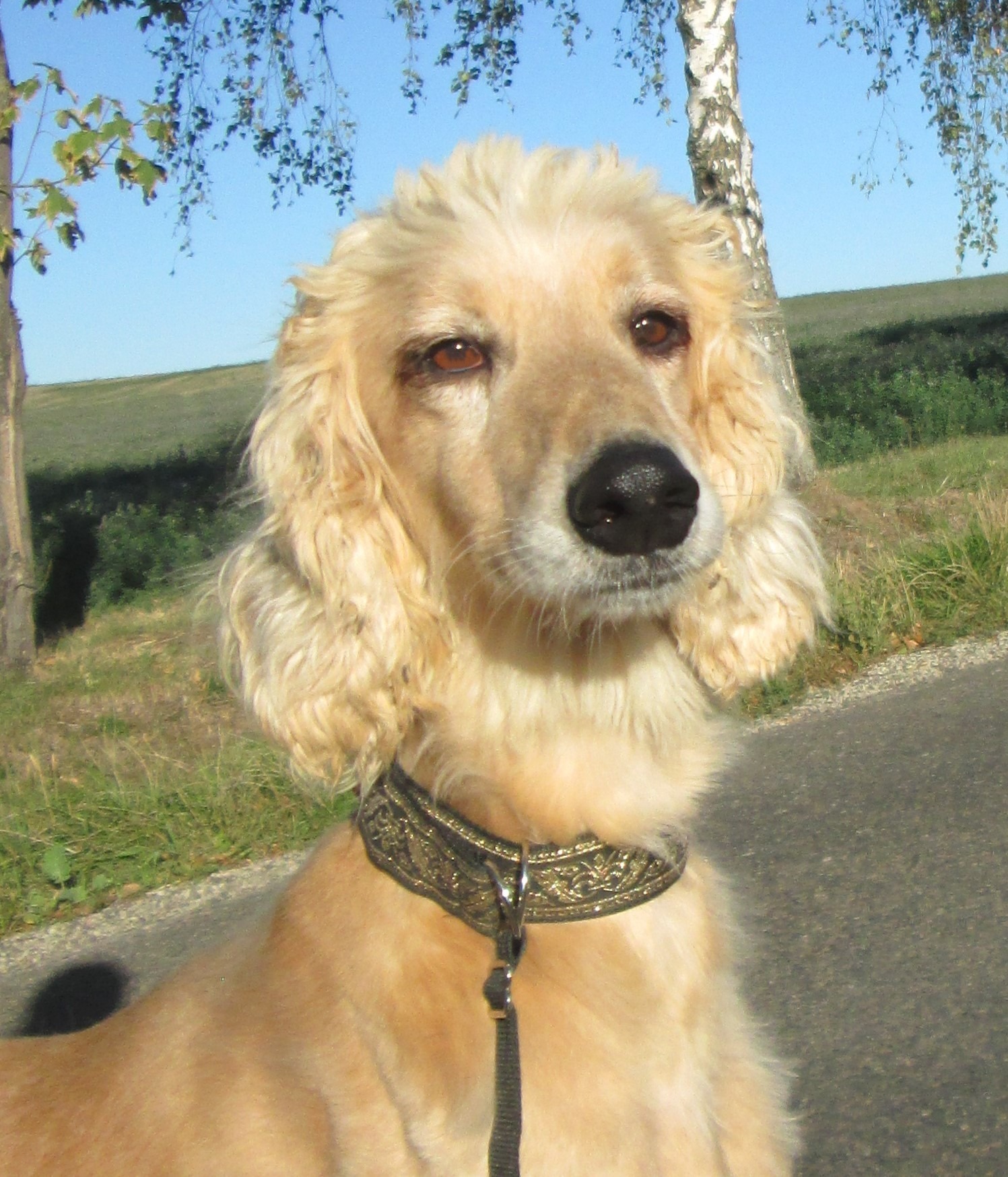 Königliche Hoheit sucht