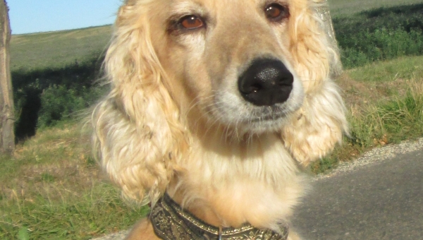 Königliche Hoheit sucht