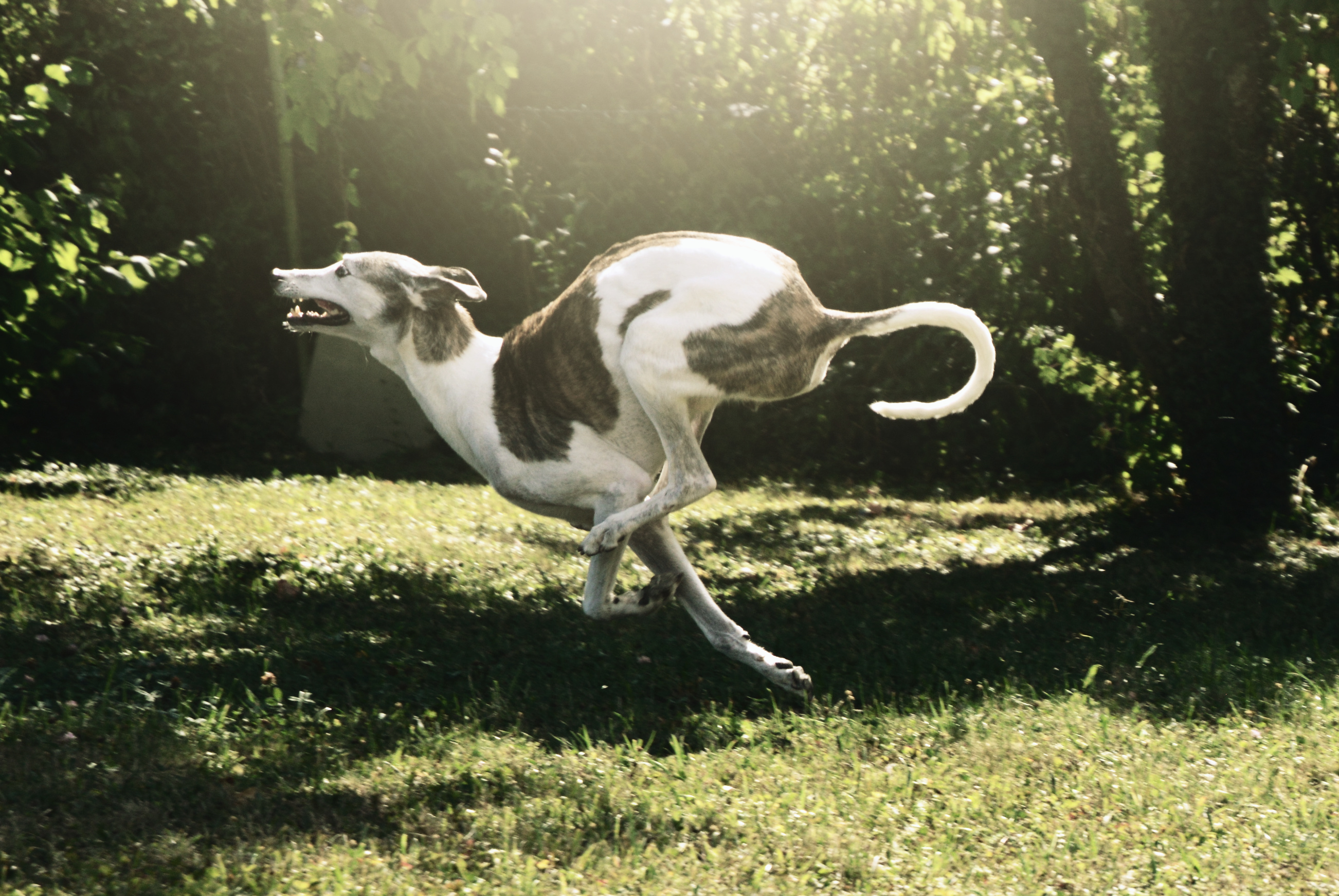 Greyhoundrüde: Jack