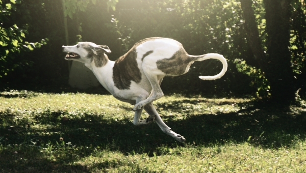 Greyhoundrüde: Jack