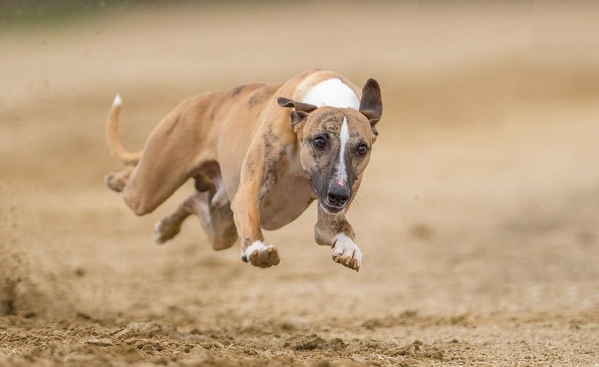 Zarter Feingeist sucht seinen neuen Wirkungskreis…