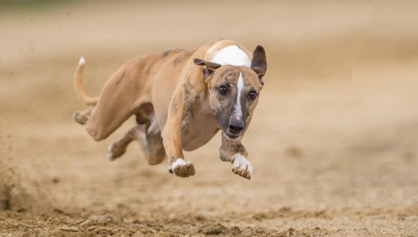Zarter Feingeist sucht seinen neuen Wirkungskreis…