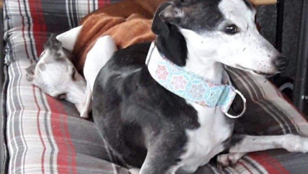 Whippet-Hündin: ROSALIE