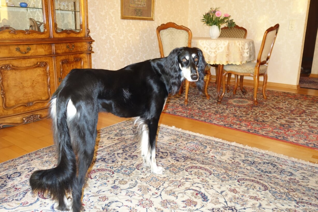 Saluki-Rüde: Faro (ehemals Manni)
