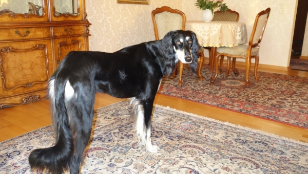 Saluki-Rüde: Faro (ehemals Manni)