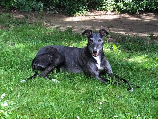 Greyhound-Hündin: EMMA