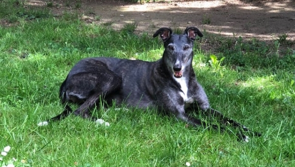 Greyhound-Hündin: EMMA