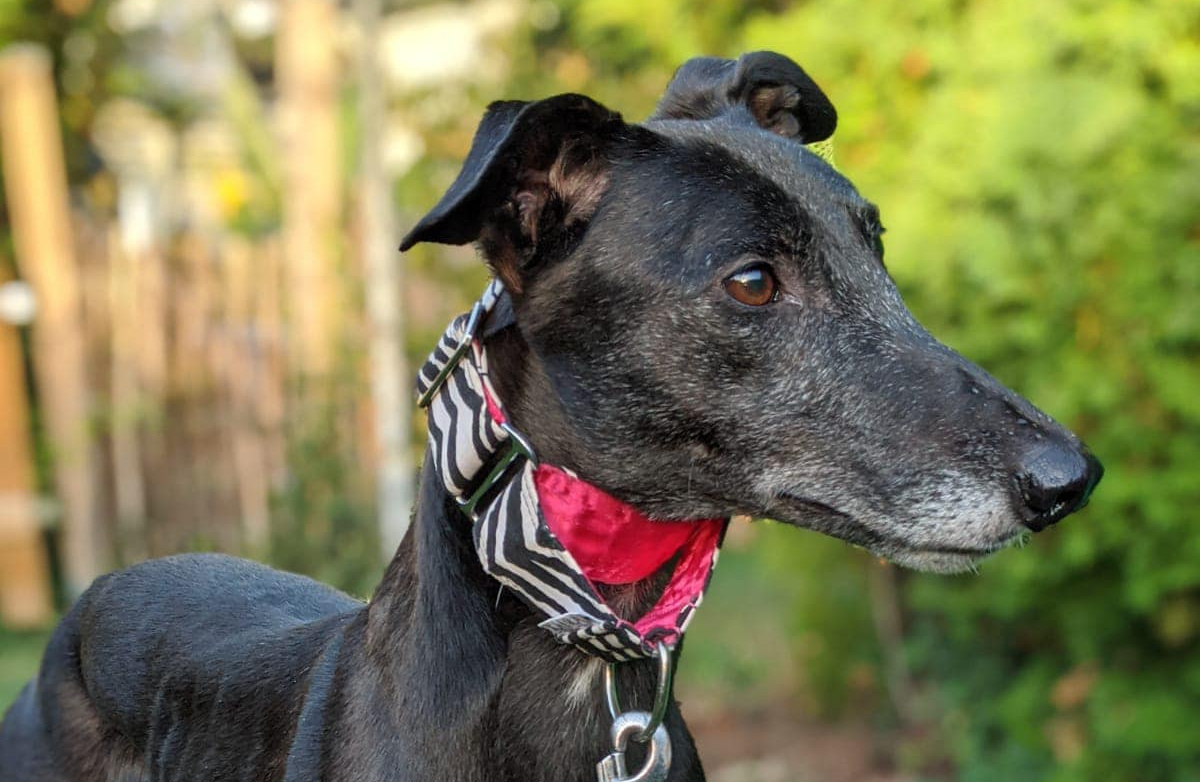 New hound in town...