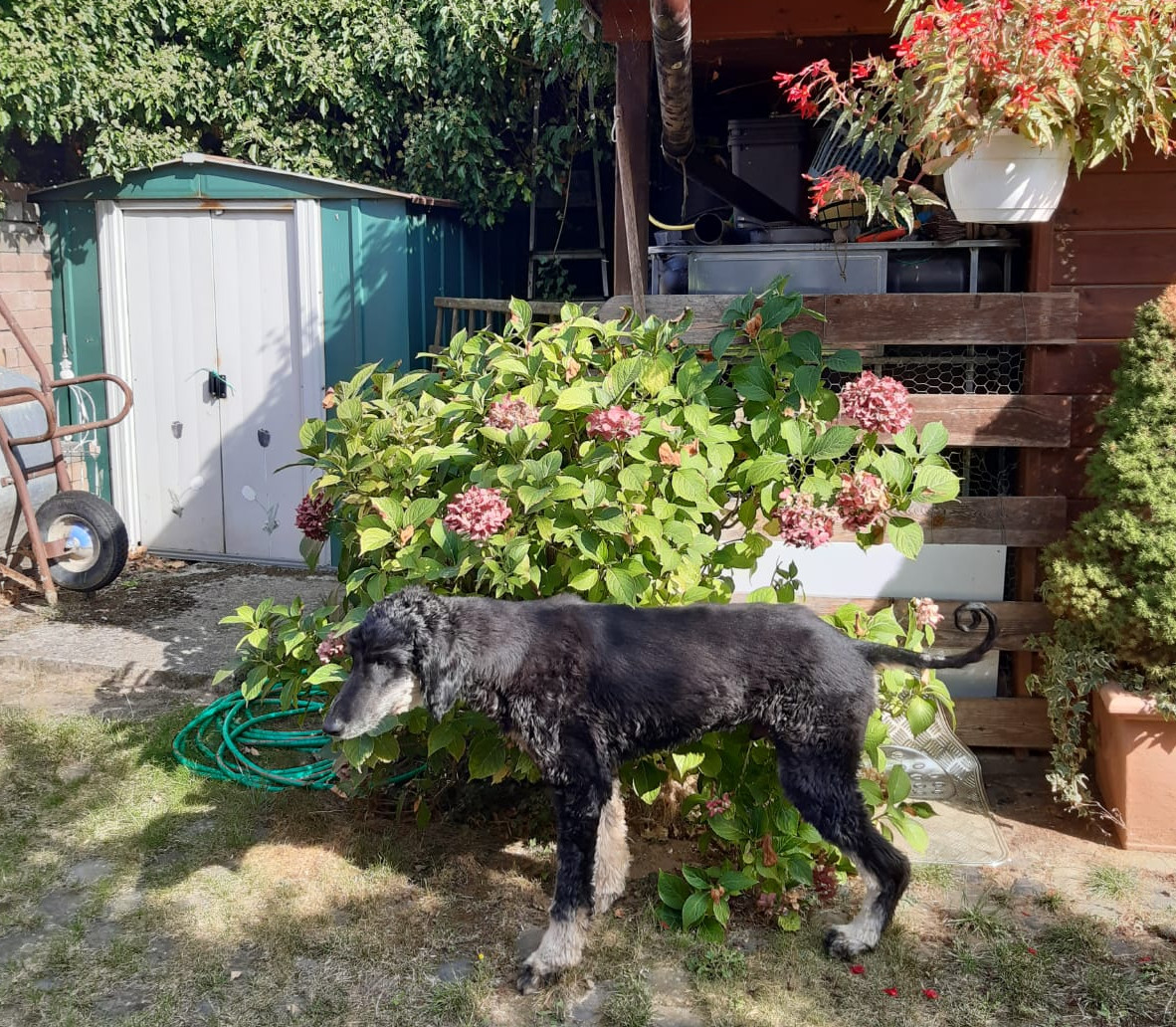 Danny hat ein Zuhause