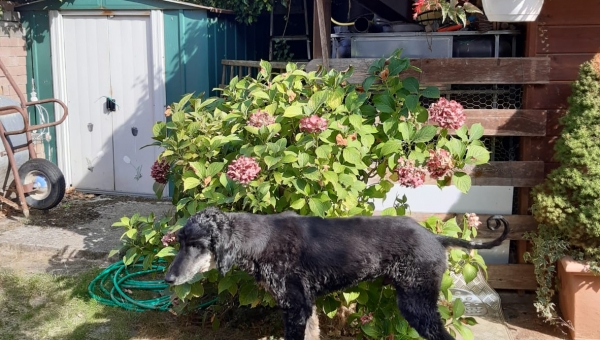 Danny hat ein Zuhause