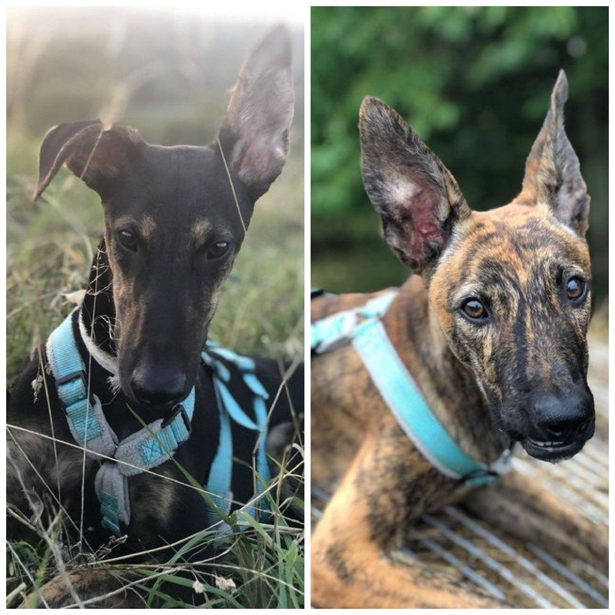 ***VERMITTLUNGSHILFE***