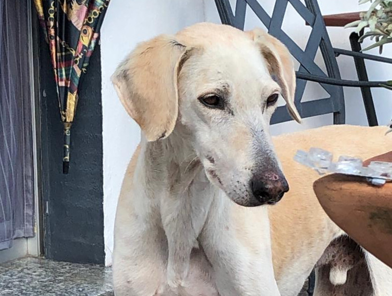 Wieder ein Windhund!