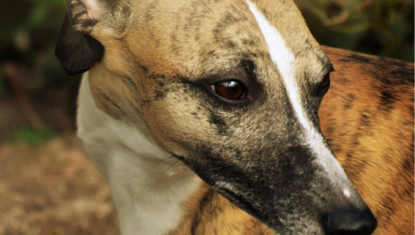 ...Benny ist bei seiner PS eingezogen