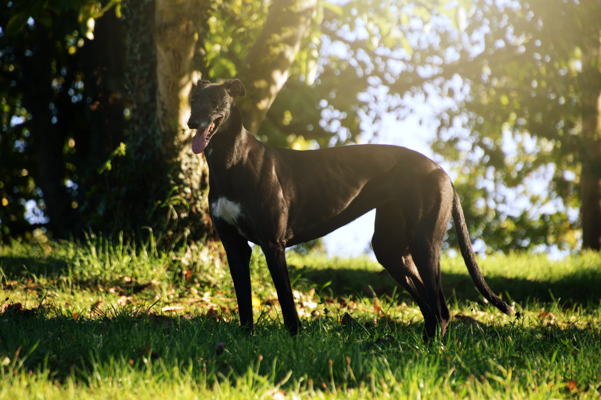 Greyhoundhündin: Queenie