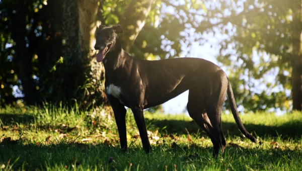 Black is beautiful...