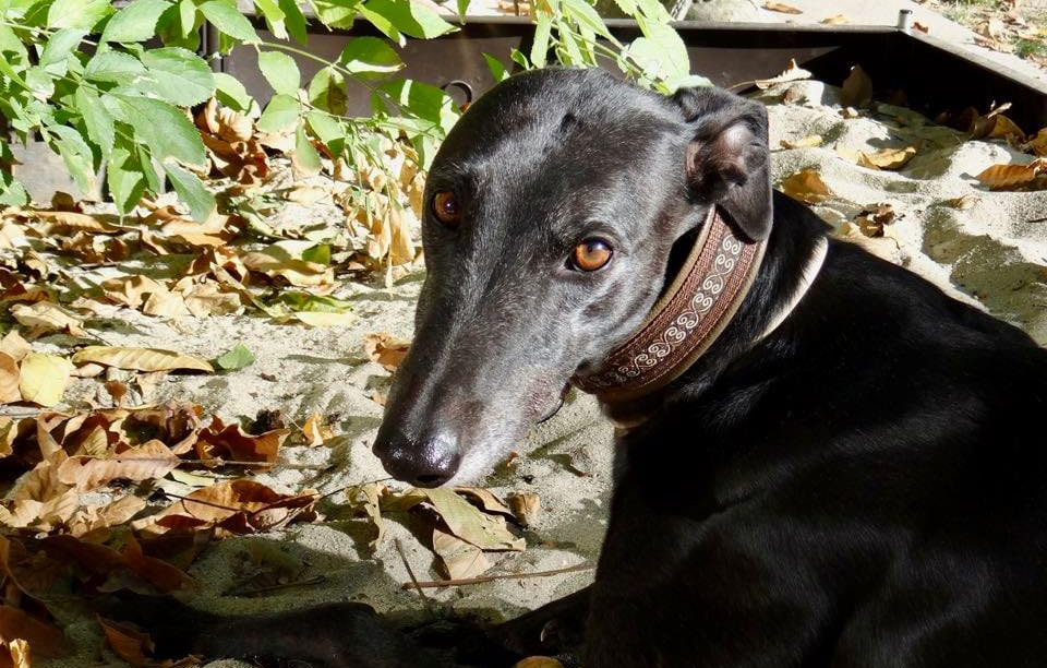 Greyhoundrüde: ATHOS