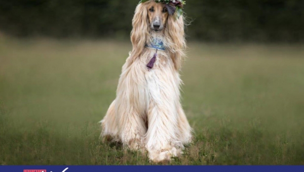 Verzögerte Auslieferung