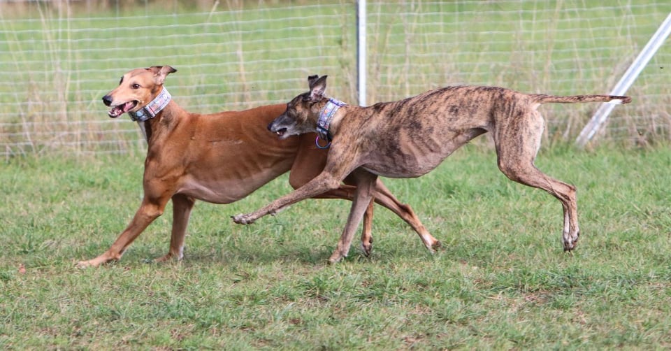 Es ist immer Schicksal, welcher Hund einen wann findet...