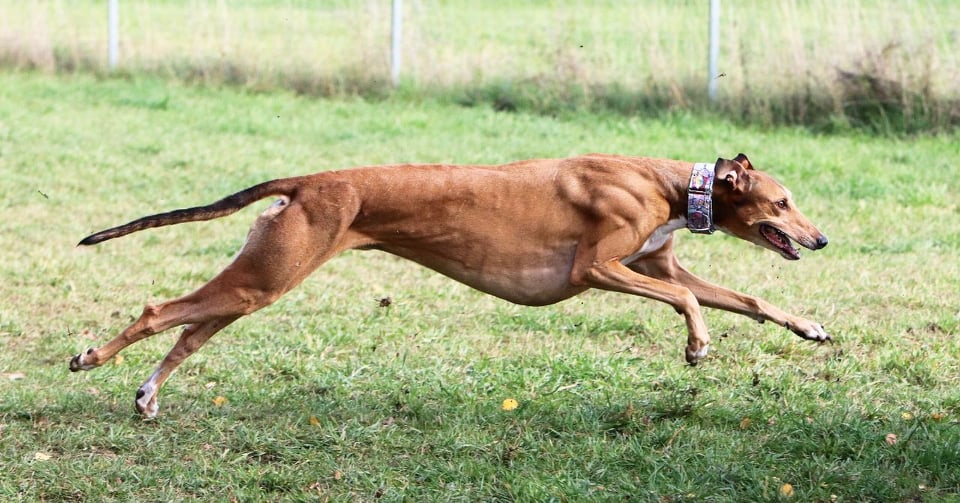 Greyhound-Rüde: Ace 