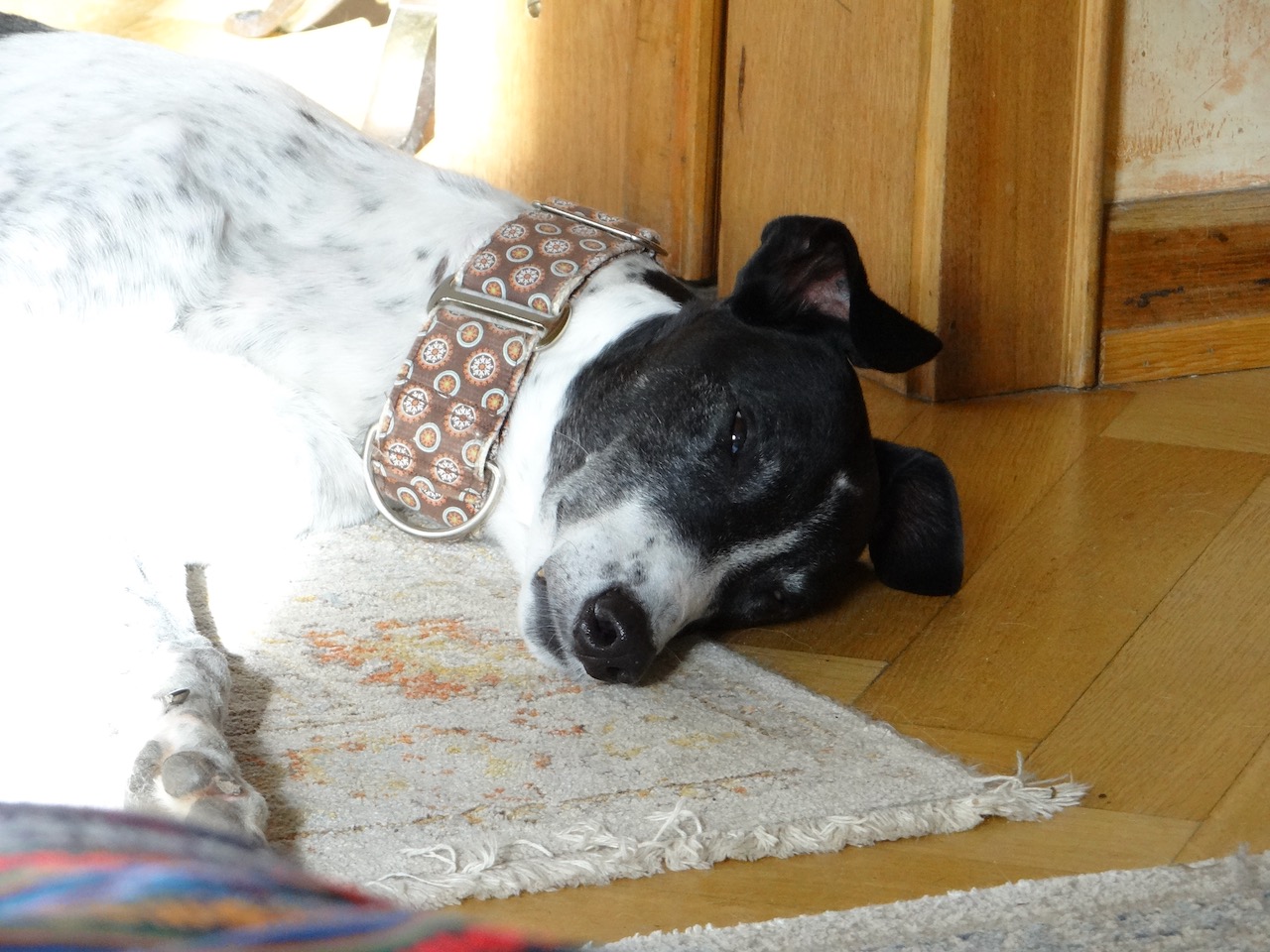 Mickey ist Zuhause angekommen...