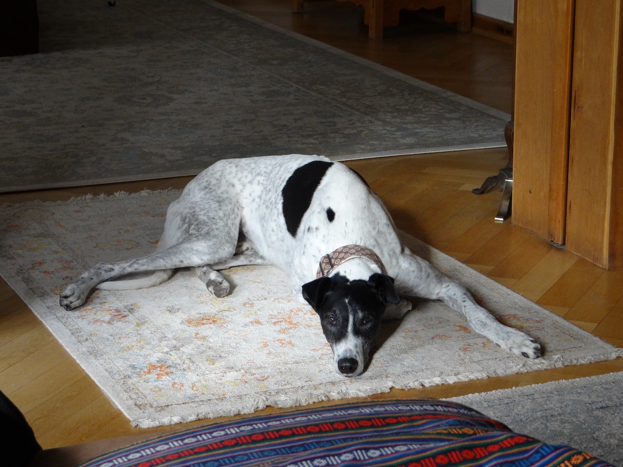 Greyhoundrüde: Mickey 