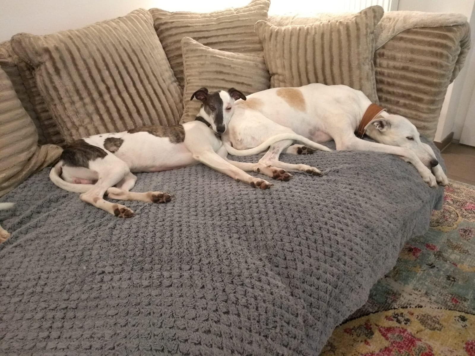 Whippet Neuankömmling