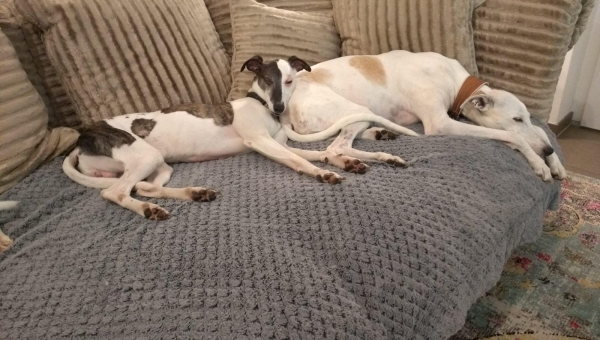Whippet Neuankömmling