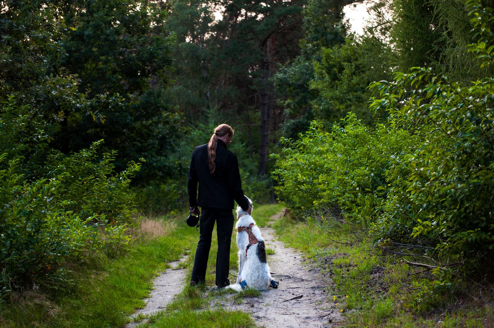 Barsoi-Hündin: Yuki