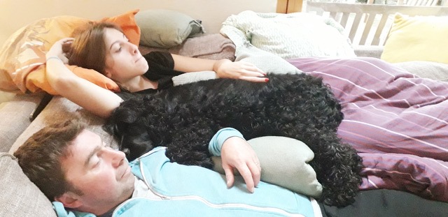 Cocker-Rüde: Cookie