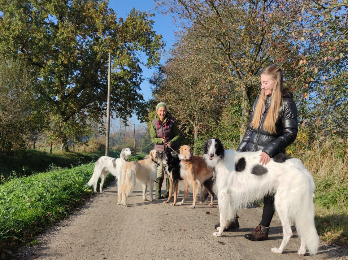 Barsoi-Rüde: Nicolai