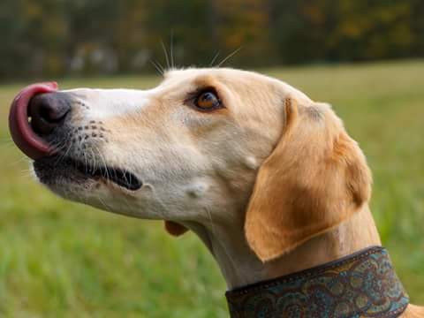 Saluki-Rüde: KIWI