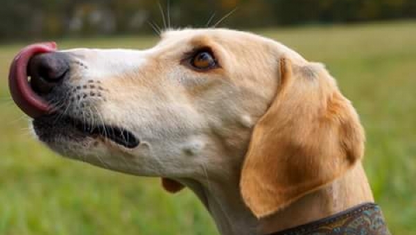 Alles Gute lieber Kiwi