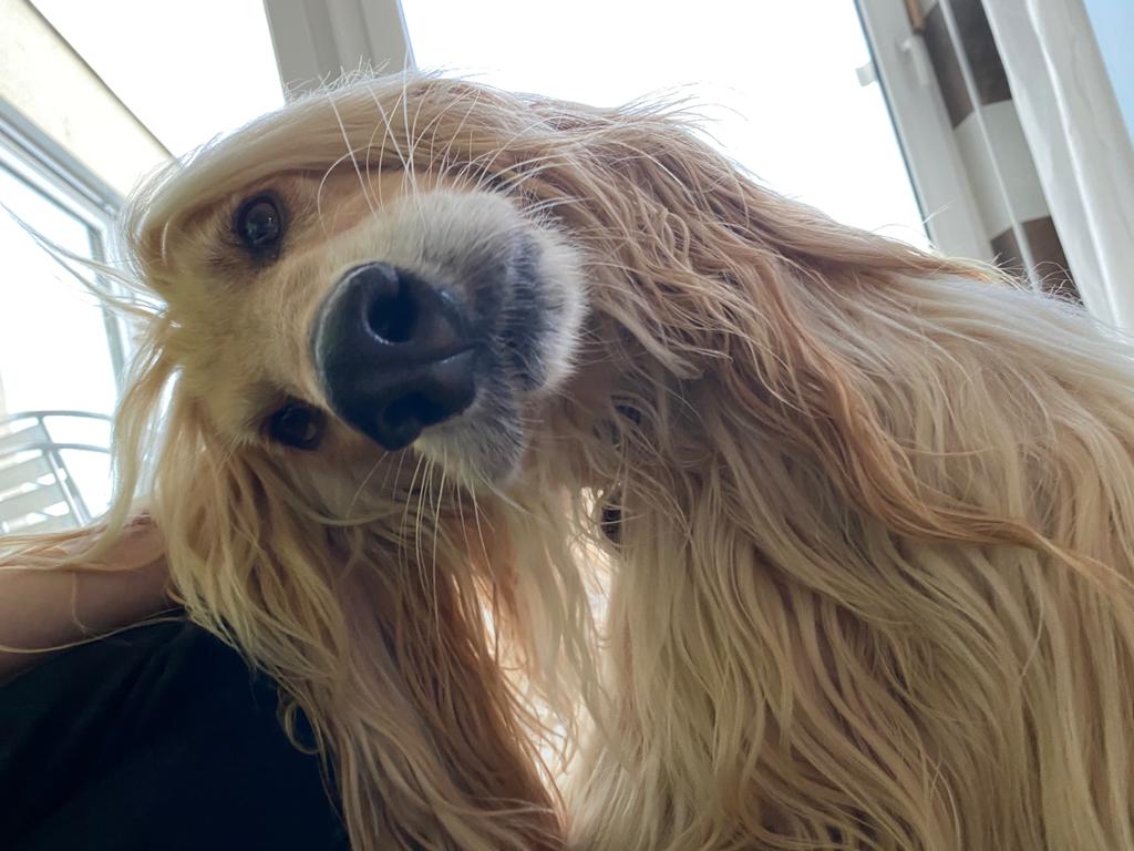 Afghanen-Rüde: Shahrouz