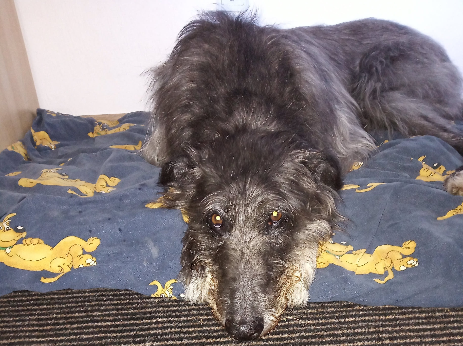 Deerhound-Rüde: KIFFI