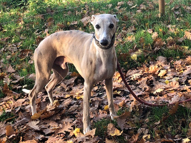 Post vom kleinen Emil