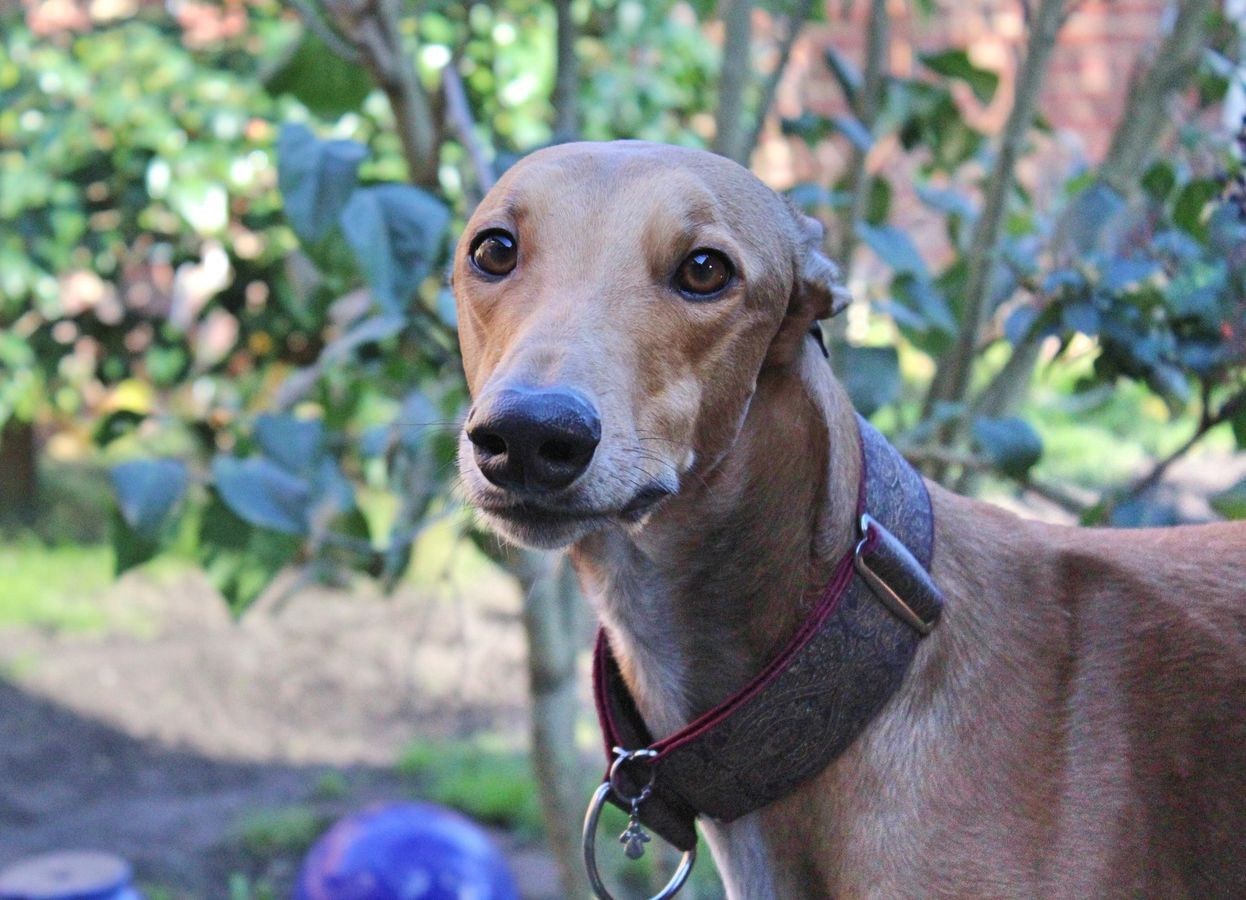 Showgreyhoundrüde: Ben